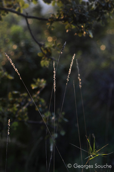 Graminées en garrigue