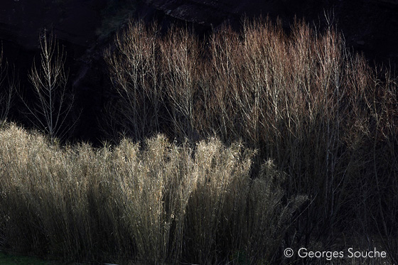 arbres_100115_62-23 Roseaux et peupliers