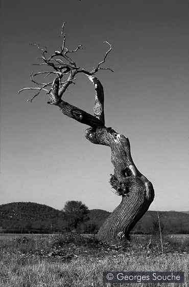 Causse du Larzac, 1995 