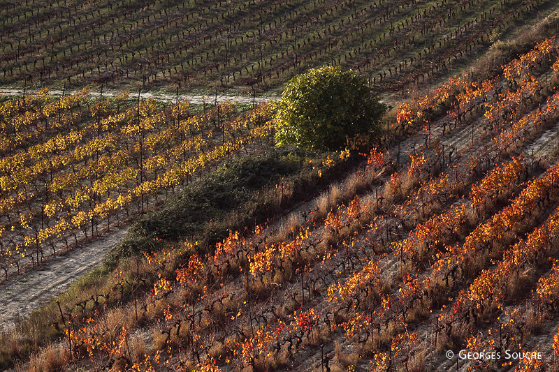 vignoble en automne