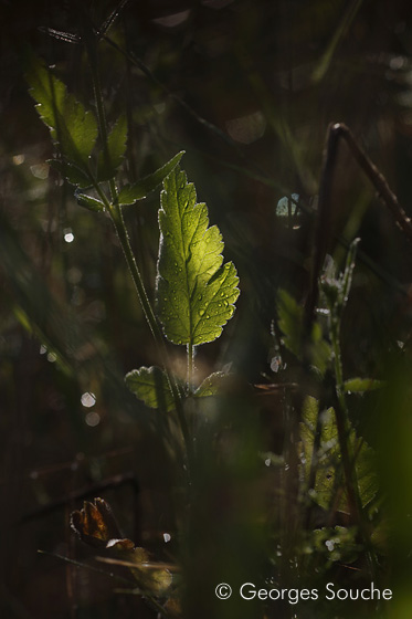 feuille après la pluie