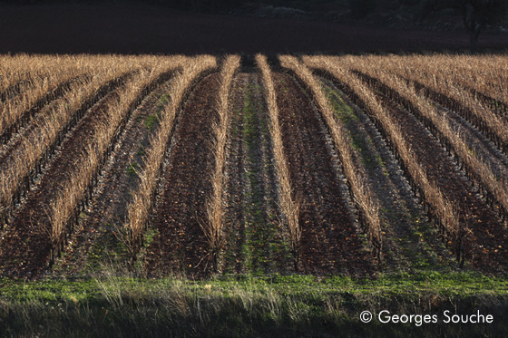 vigne en hiver 1