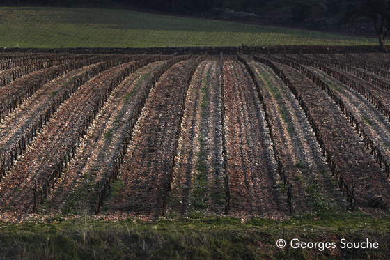 vigne en hiver 2