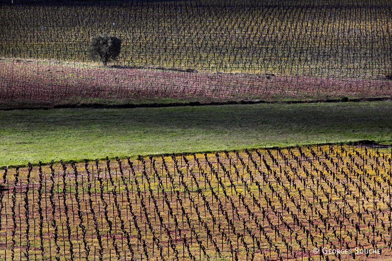 Vignes en Terrasses du Larzac. Mars 2010