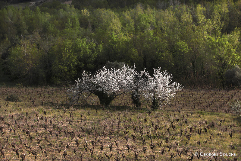 Cerisier, vallée de l'Orb