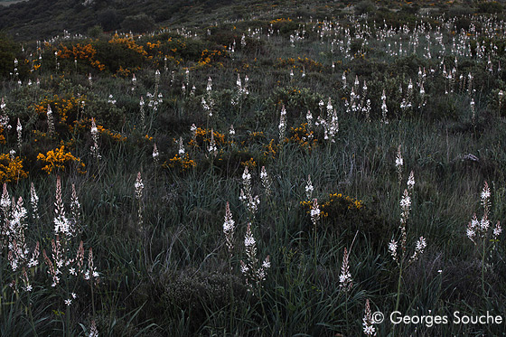 Asphodèles au crépuscule