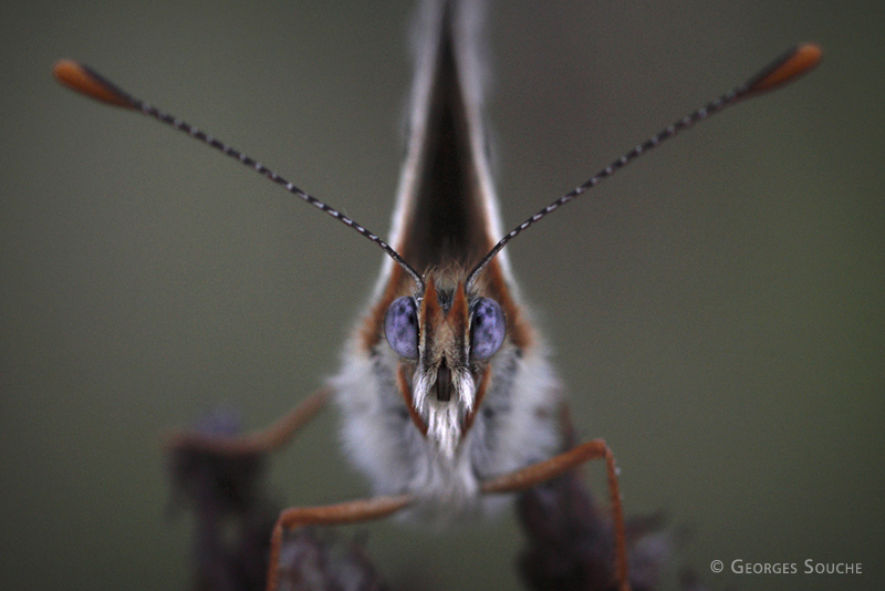 Melitaea cinxia