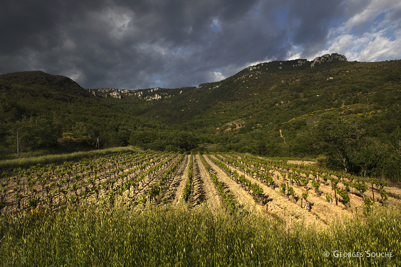 Une vigne au pied du causse, Terrasses du Larzac