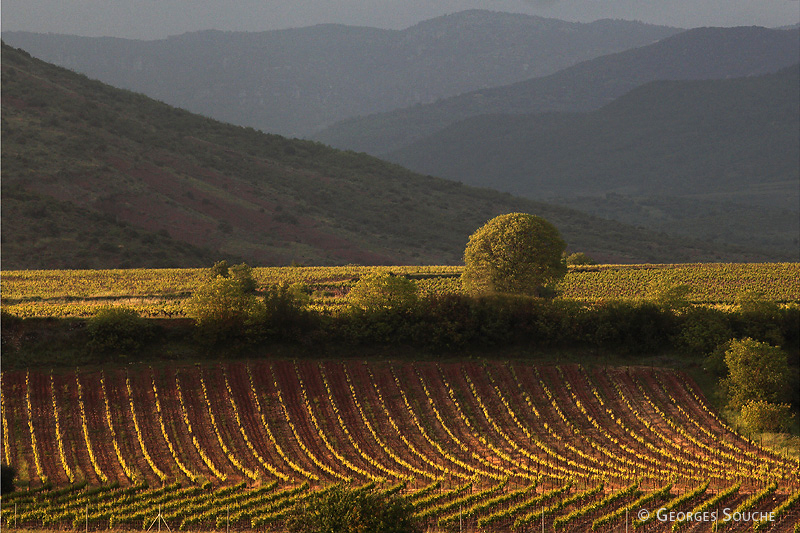 Terrasses du Larzac