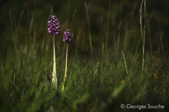 Orchis singe