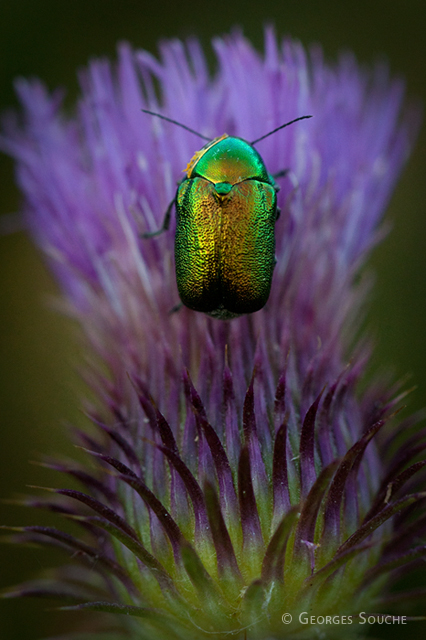 Coléoptère Cryptocéphalus sp