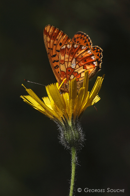 Boloria euphrosyne