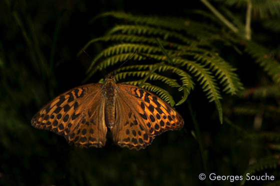 Argynnis paphia