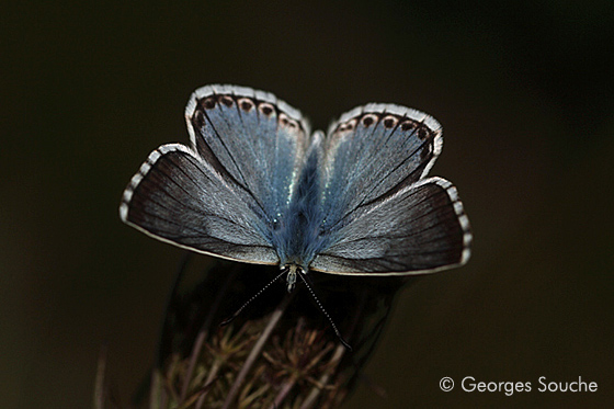 Polyommatus coridon