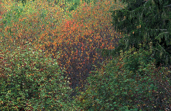 Cévennes, octobre 1994
