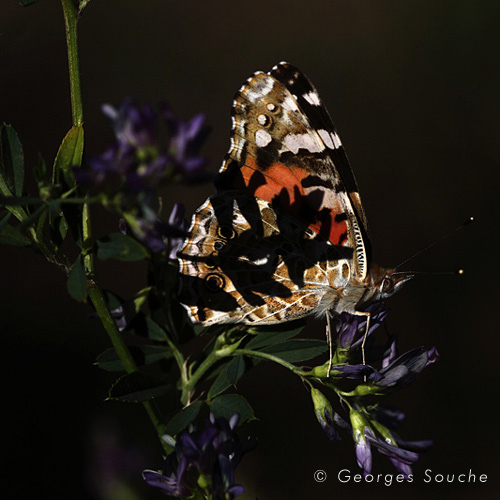 Belle-Dame (Vanessa cardui)