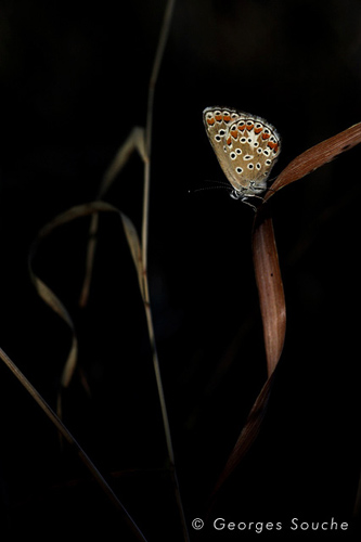 Collier de corail (Aricia agestis)