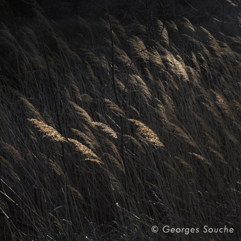 Roseaux, Salagou 2011 (21/4, janvier)