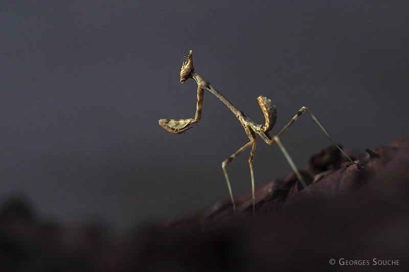 Diablotin (Empusa pennata)