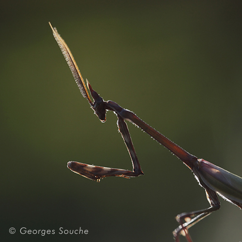 Empuse mâle (Empusa pennata)