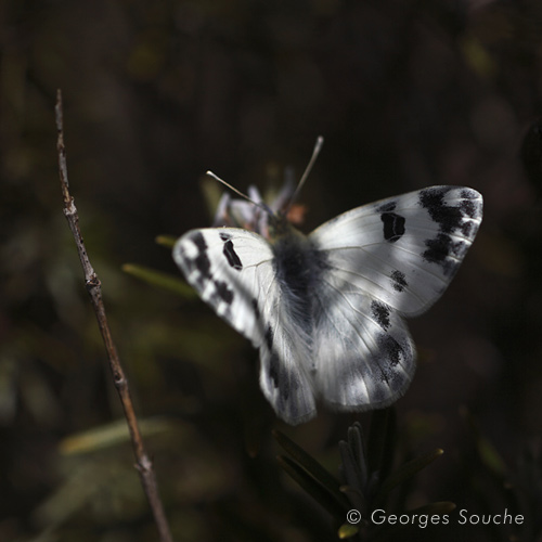 Pontia daplidice (le Marbré de vert)