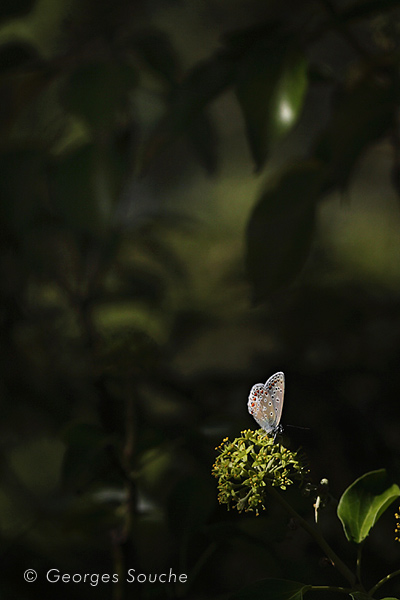 Polyommatus icarus 2011