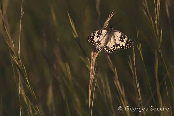 Melanargia occitanica 