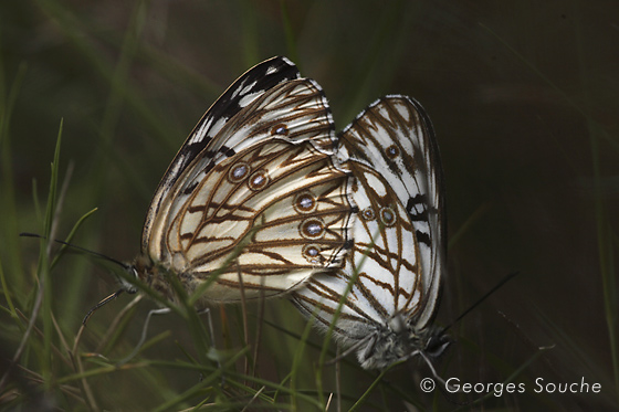 Melanargia occitanica