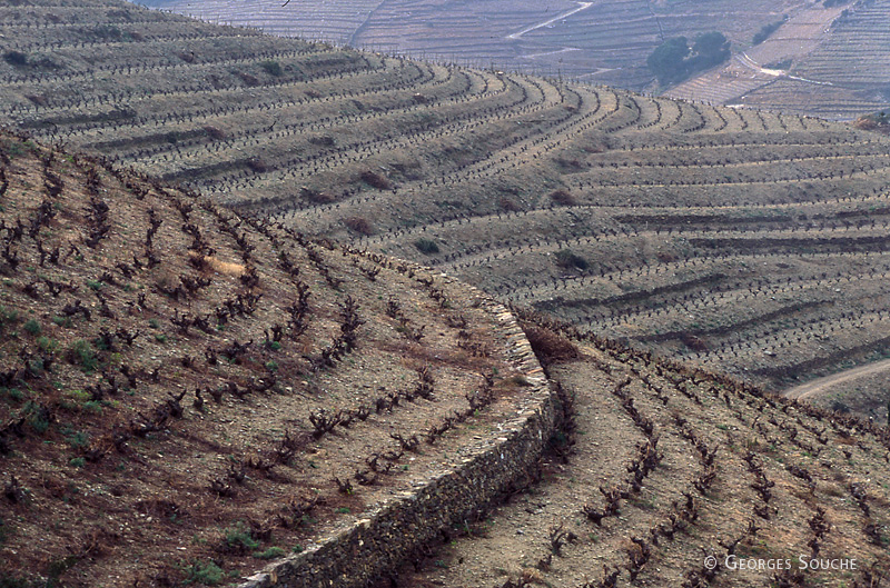 Vignoble de Banyuls, P.O, 2004