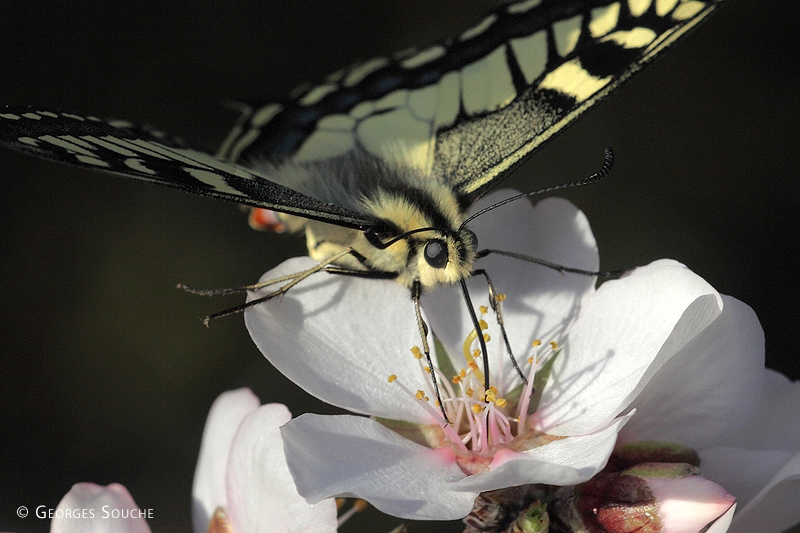 Machaon sur fleur d'amandier, 28/02/12