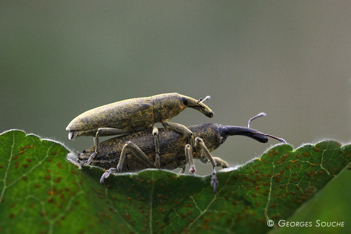 Lixus poudreux (Lixus pulvurulentus)