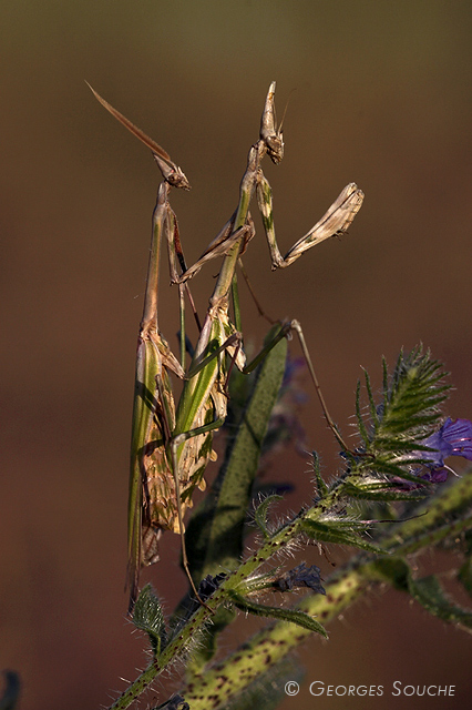 Couple d'Empuses (Empusa pennata), mai 2012