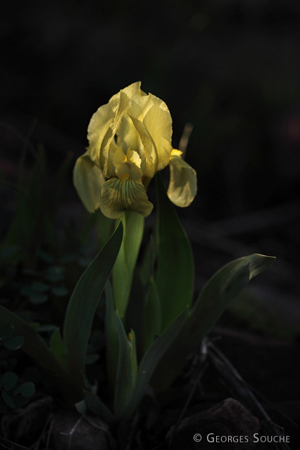 Iris des garrigues - Iris lutescens - mars 2013