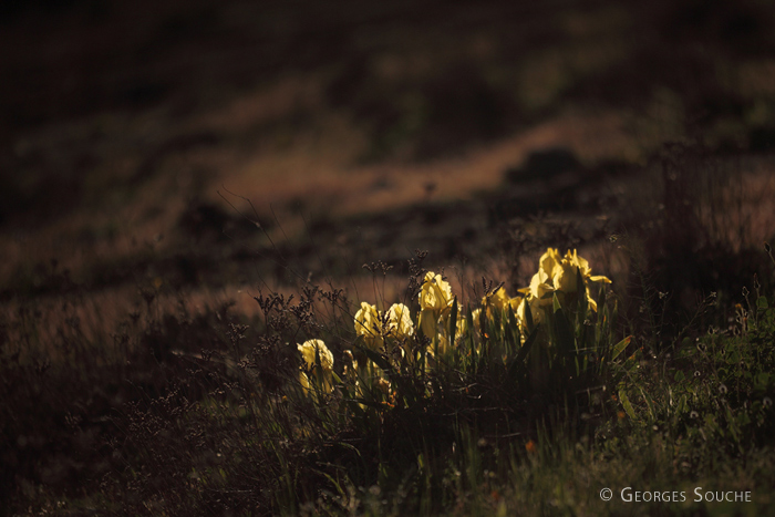 Iris des garrigues - Iris lutescens - Mars 2013