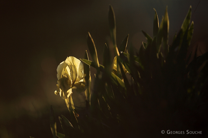 Iris des garrigues - Iris lutescens - mars 2013