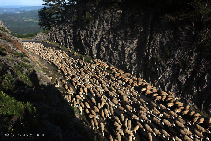 Transhumance, juin 2013. Au Col du Vent