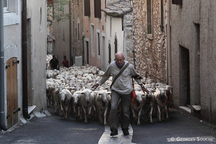 Transhumance, juin 2013. La traversée d'Arboras