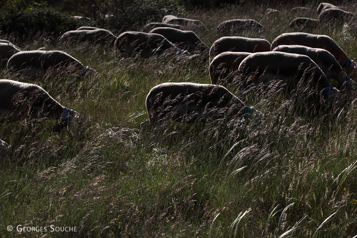 Transhumance, juin 2013. Dans les herbes du causse