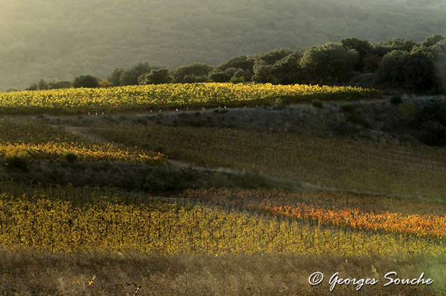 vigne en automne