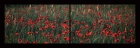 LP.06. Coquelicots. Panoramique pliable. 