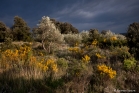 Garrigue à Puéchabon