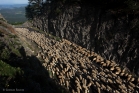 Transhumance au col du Vent