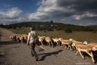 Transhumance, causse du Larzac