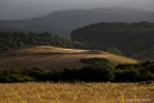 Plateau de l'Escandorgue