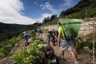 Vendanges à Lauroux, Terrasses du Larzac