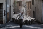 Transhumance à Arboras