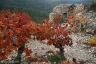 Escalette, automne #6, Terrasses du Larzac