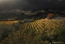 Escalette, automne #1, Terrasses du Larzac