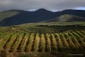 Le  vignoble de Faugères