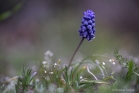 Muscari négligé, ou Capelan (Muscari neglectum)